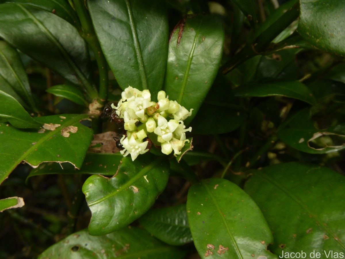 Psychotria nigra var. nigra